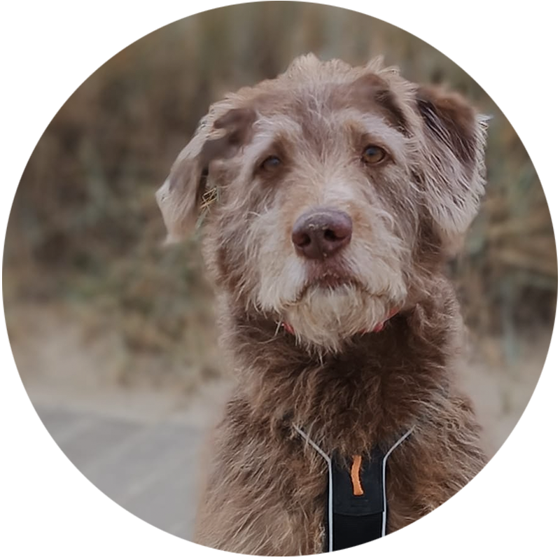 Tikuna Hunde-Team Pago