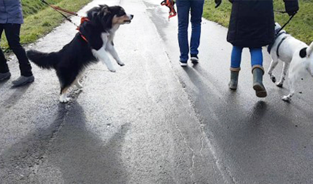Hibbelhund-Kurs